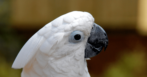 What can we learn from a Cockatoo?